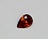 Груша 7*10 мм (гранат) terbium#16 фианит
